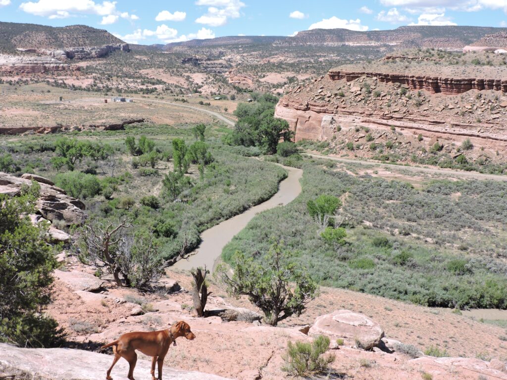 A dog stands on a rocky overlook, gazing at a winding river below surrounded by vast desert landscape with shrubs and distant cliffs under a clear blue sky.