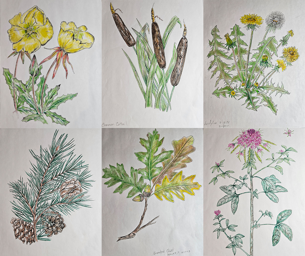 Several flora and fauna drawings and put together in a grid. Yellos and pink flowers, bull rushes and foliage.