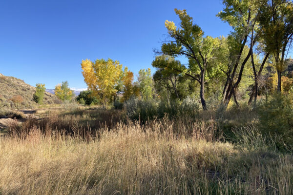 A scenic view of a meadow with tall golden grasses in the foreground and vibrant green and yellow trees in the background under a clear blue sky.