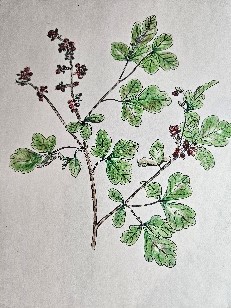 Botanical illustration of a plant with green leaves and clusters of red and dark purple berries.