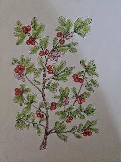 Botanical illustration of a branch with green leaves, red berries, and pink flowers on a light background.