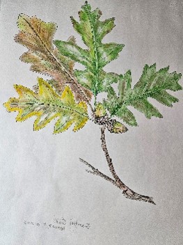 Illustration of a scruboak branch with leaves in various stages of yellow, green, and brown.