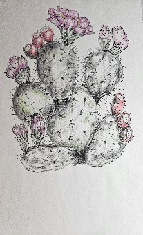 Sketch of a prickly pear cactus with pink flowers.