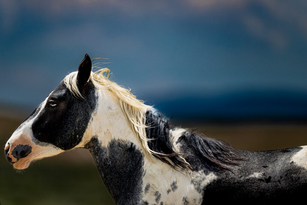 Close-up side profile of a black-and-white horse with a light pink muzzle and flowing mane.