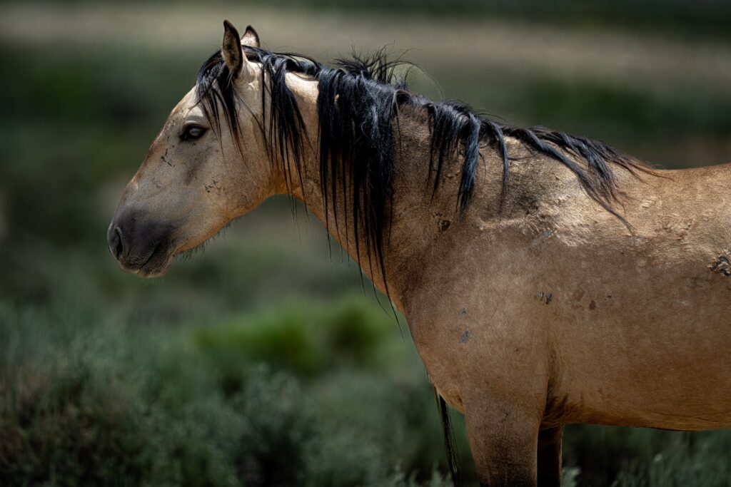 Close-up side view of a light brown horse with a black mane in a natural outdoor setting.