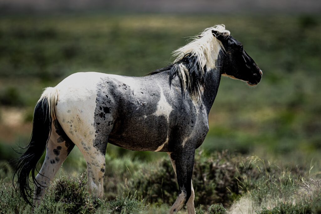 Side profile view of a dappled horse with a white, gray, and black coat standing on grassy terrain.