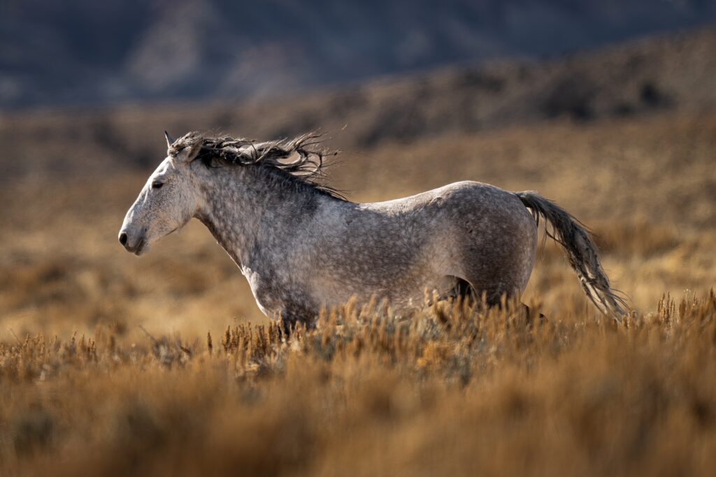 A gray horse galloping through a dry, grassy field with mountains in the background.