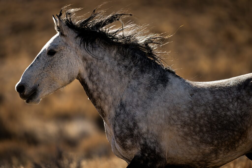  Side profile of a dapple gray horse with a black mane in a blurred grassy field.