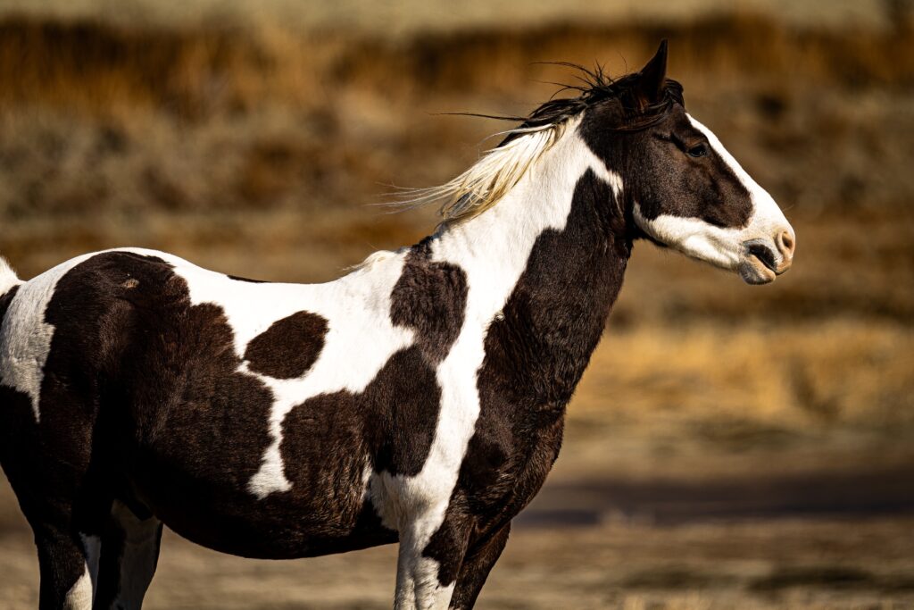 Profile view of a piebald horse with black and white patches standing outdoors.