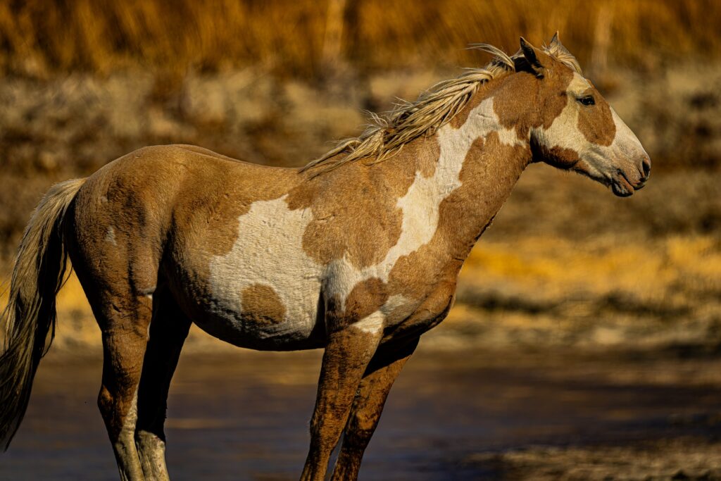 A brown and white dappled horse standing in a field, shown in a side profile. 