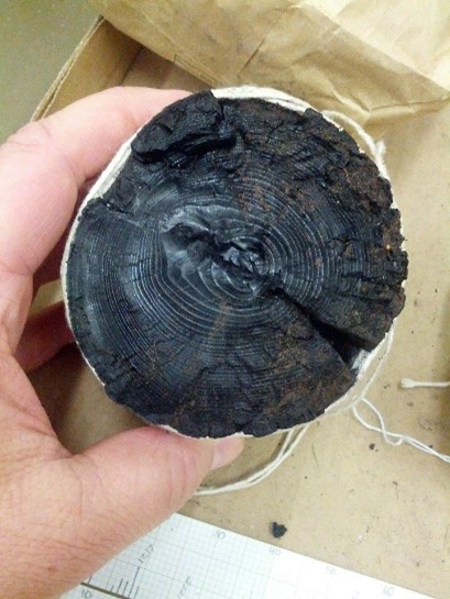 Close-up of a hand holding a charred tree trunk cross-section.